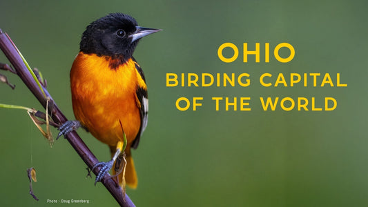 Ohio: The Surprising Birding Capital of the World