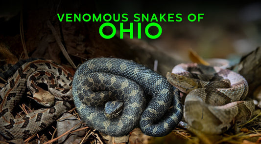 🐍 Venomous Snakes of Ohio: How to Identify and Stay Safe